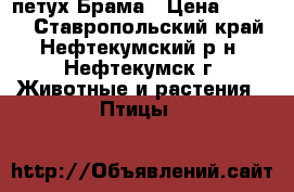 петух Брама › Цена ­ 1 000 - Ставропольский край, Нефтекумский р-н, Нефтекумск г. Животные и растения » Птицы   
